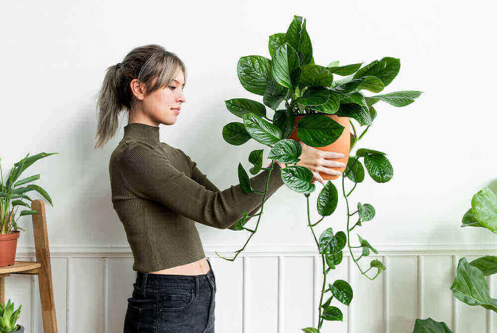 saatgut garten kaufen Anzucht- und Kräutererde 20 L - Saatgut geschenkt main image 0